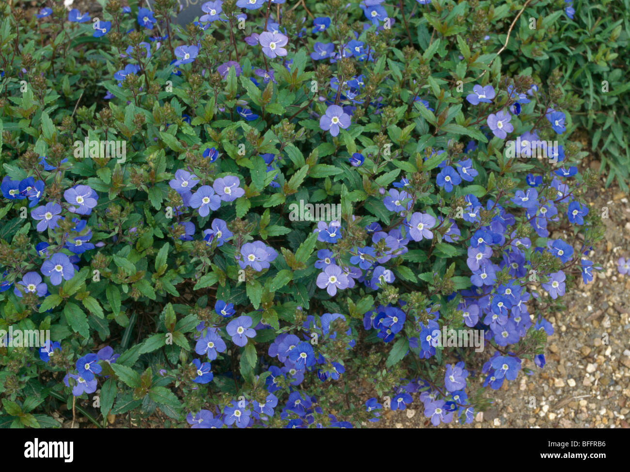 Close-up of blue Lithodora Stock Photo