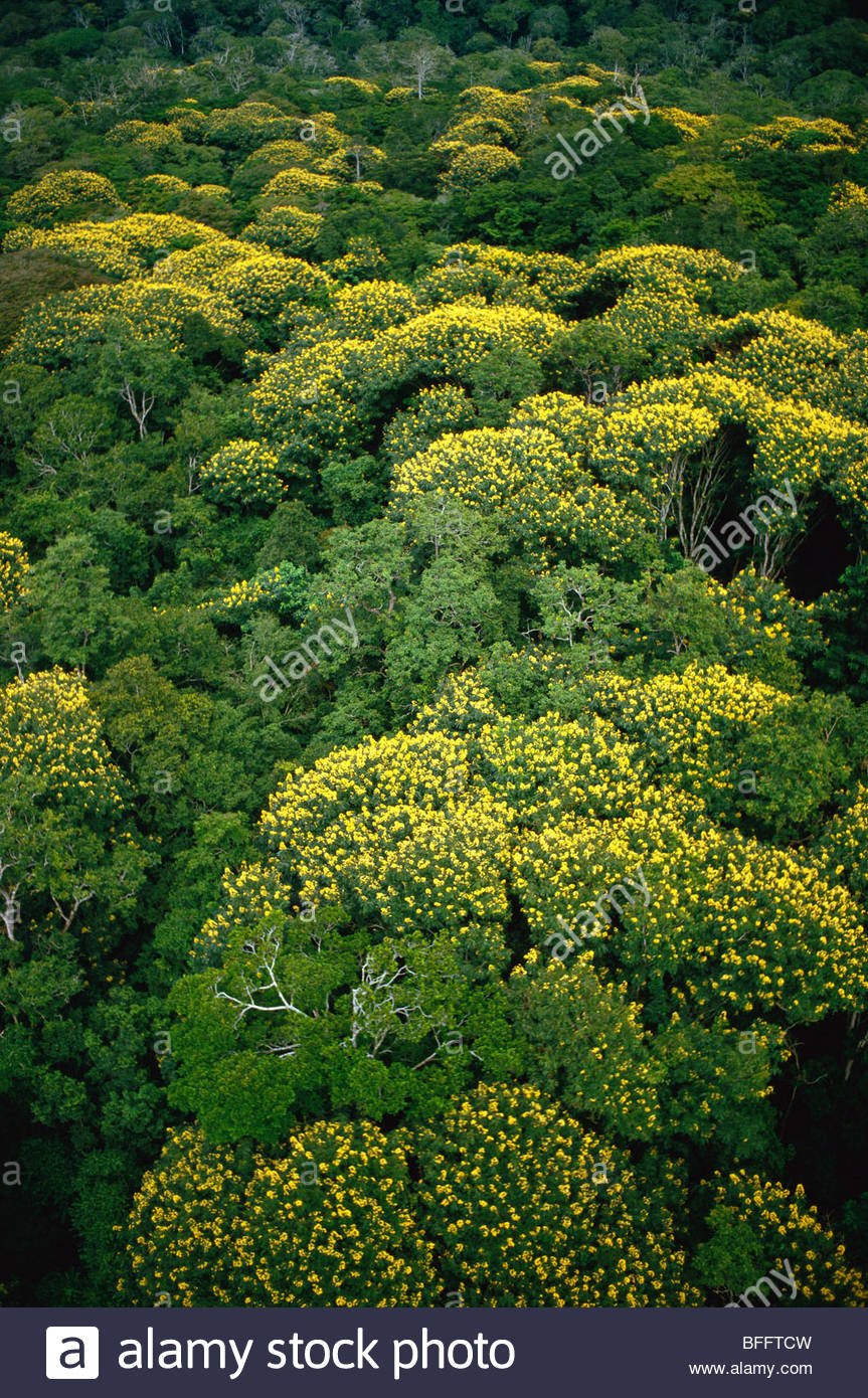 Congo Rainforest Aerial Stock Photos & Congo Rainforest Aerial Stock