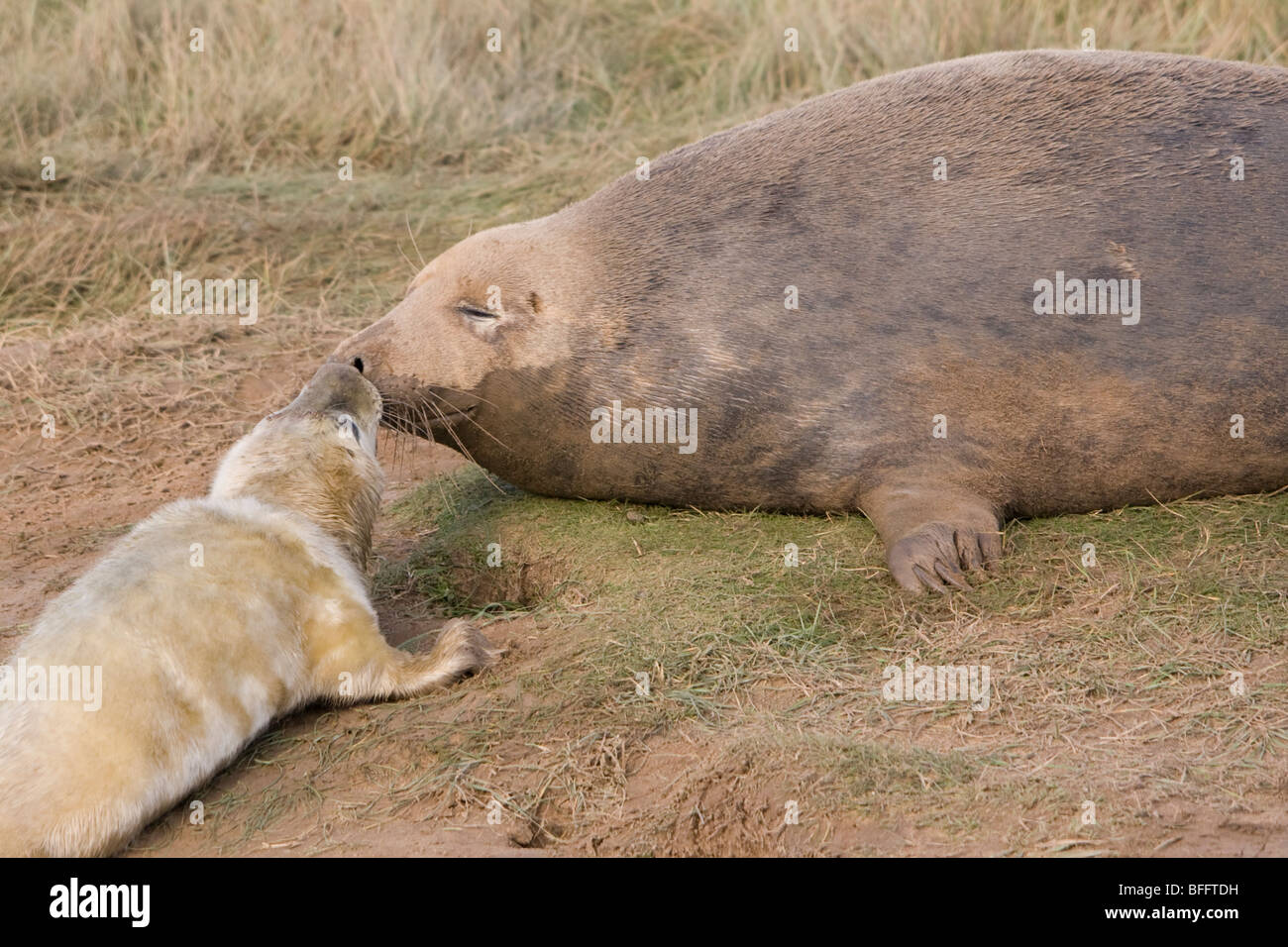 Grey Seal (Halichoerus Grypus Stock Photo - Alamy