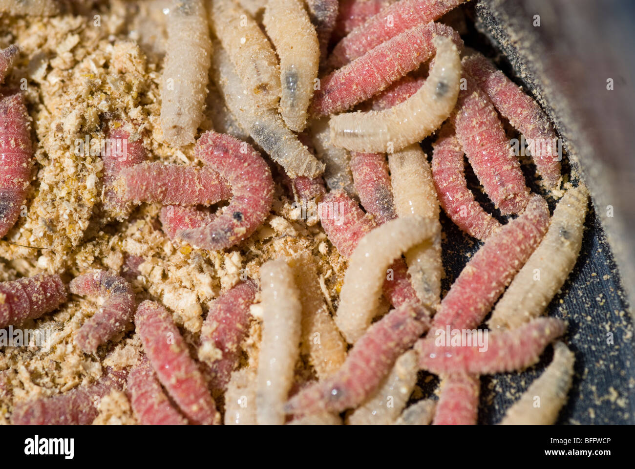 Various coloured maggots used for fishing bait in a black, round plastic  box Stock Photo - Alamy