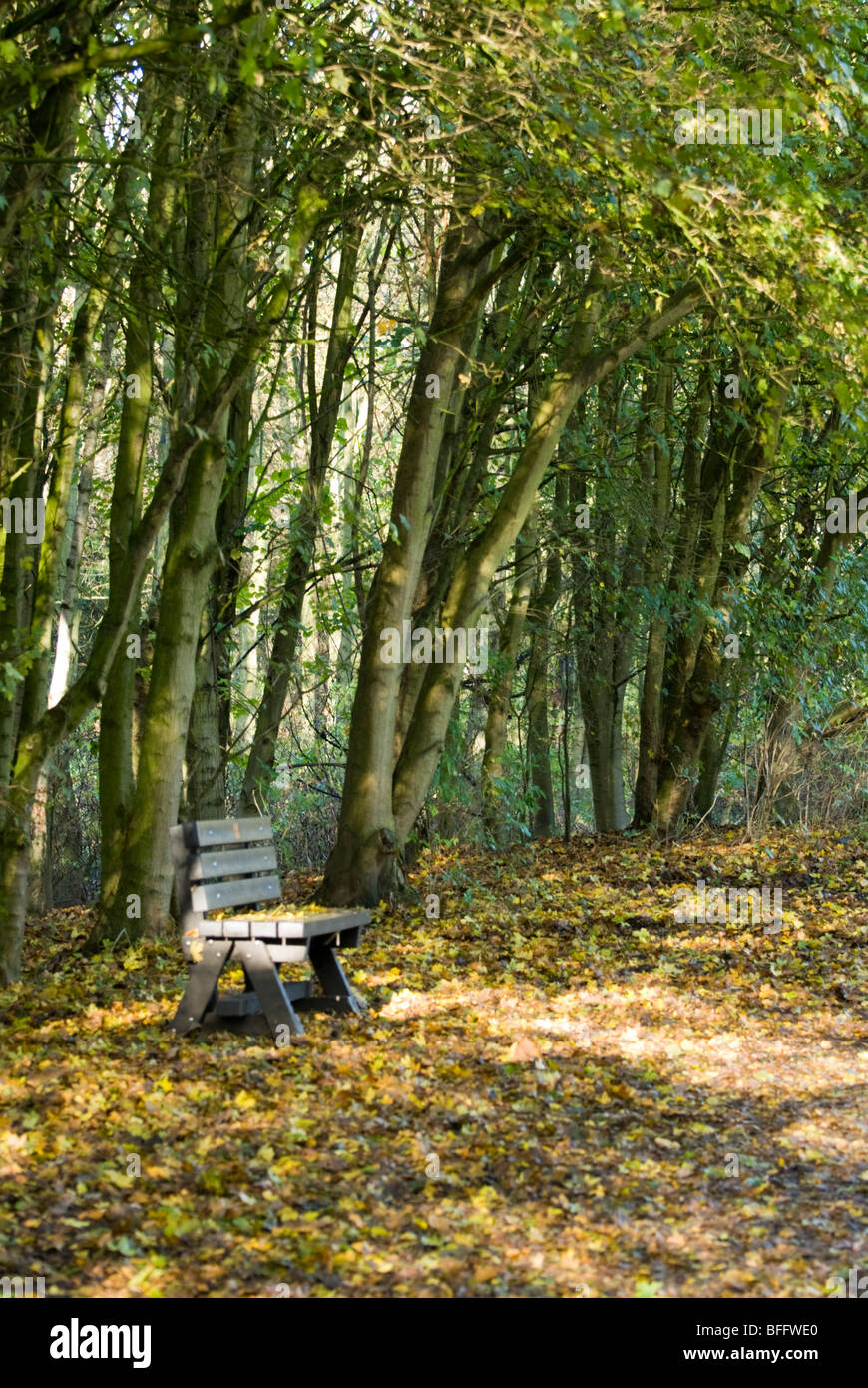 An empty park bench under a canopy of autumn leaves, Rufford Country Park, Nottinghamshire, England,UK Stock Photo