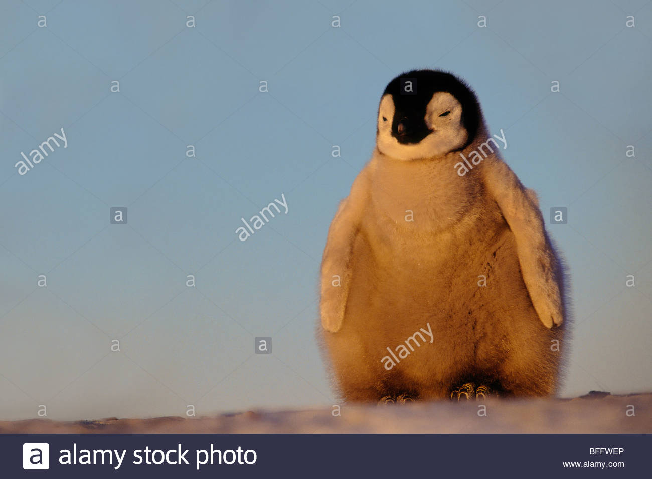 Penguin Eating Fish Stock Photos & Penguin Eating Fish Stock Images - Alamy