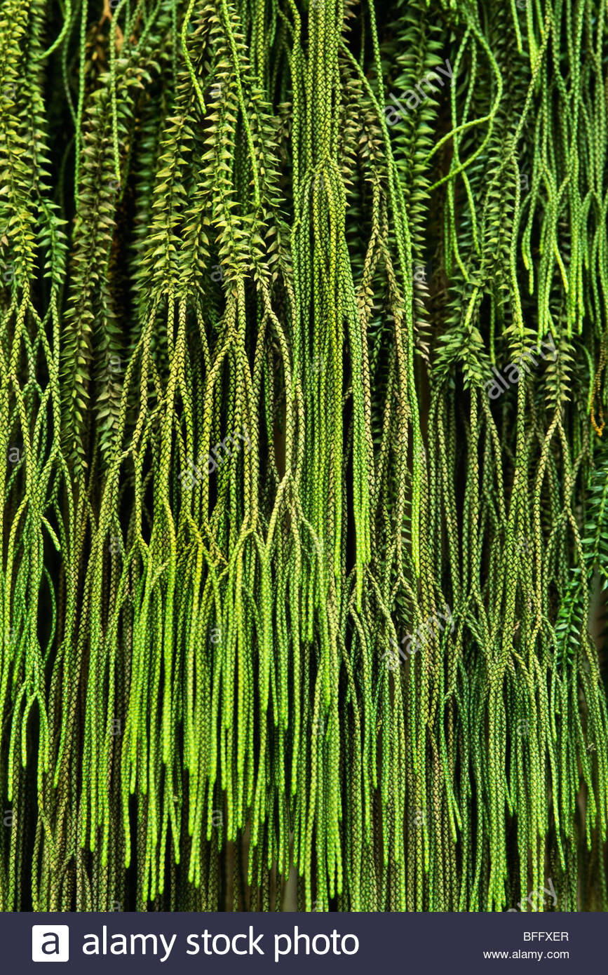 Tassel Fern Stock Photos & Tassel Fern Stock Images Alamy