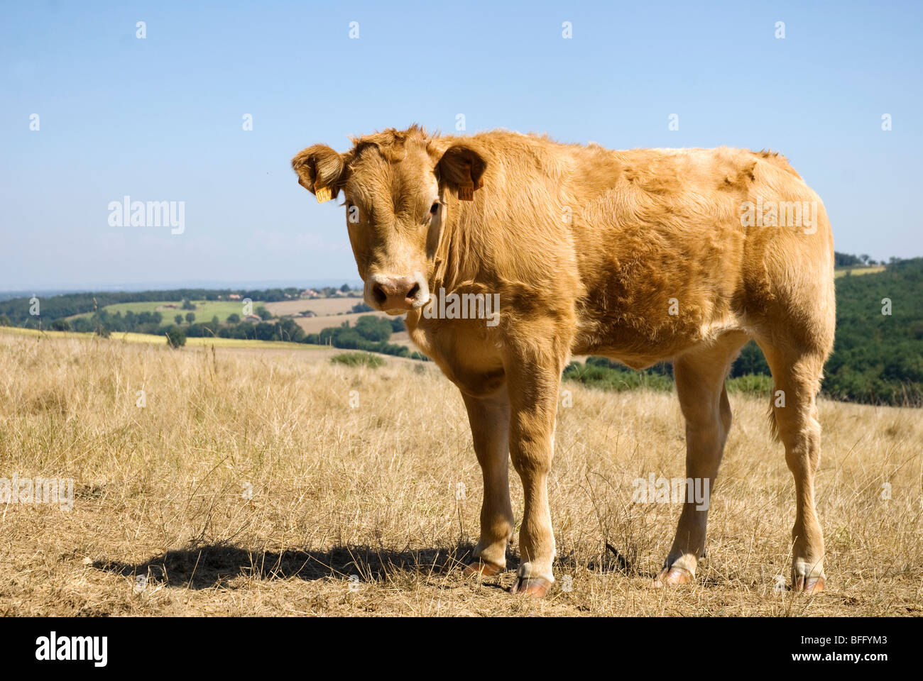 calf in a field in france Stock Photo Alamy