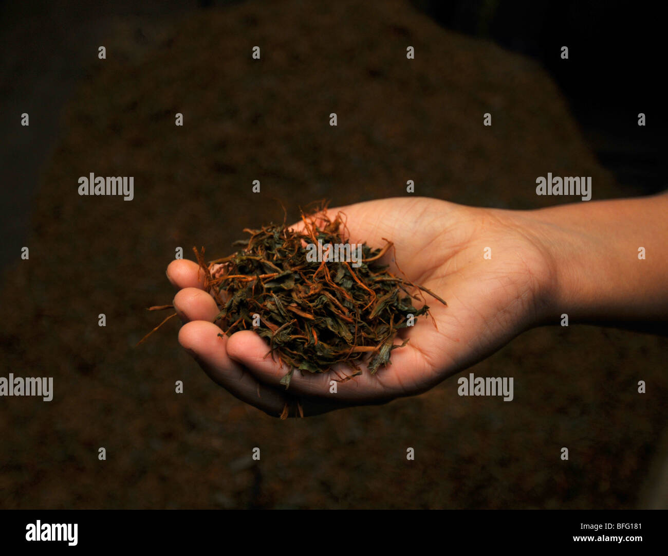 Tea factory and plantation, Nuwara Eliya, Sri Lanka, tea production, tea producers, Sri Lankan tea plantation Stock Photo