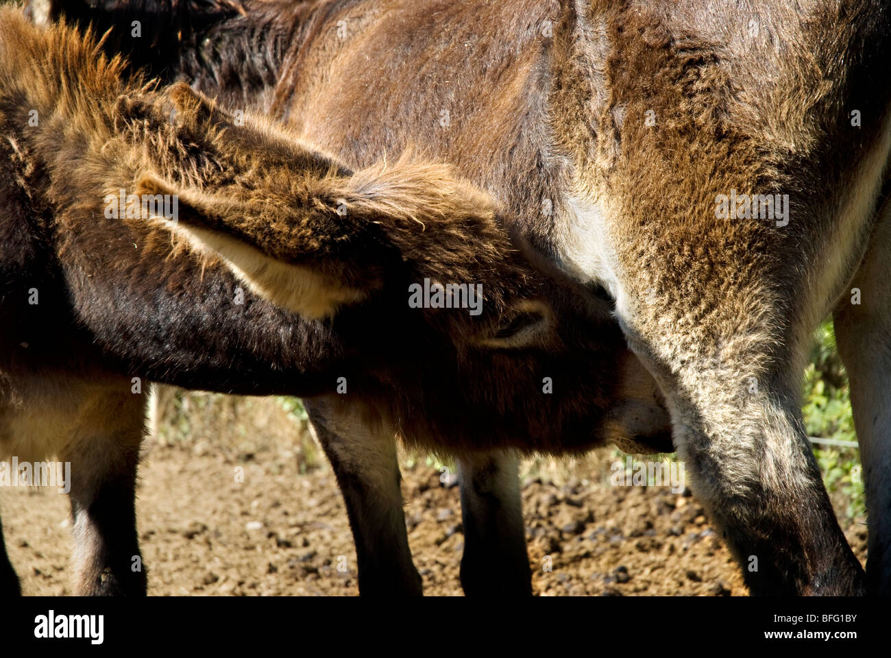 donkey foal drinking milk Stock Photo Alamy