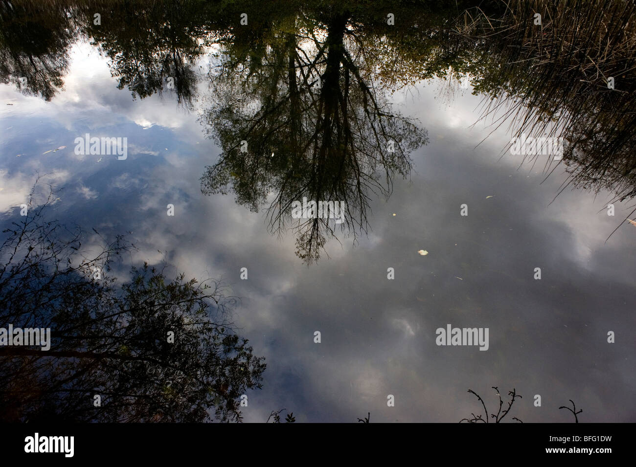 River reflection. Autumn trees reflect in the river Stour, Suffolk, Britain. Stock Photo