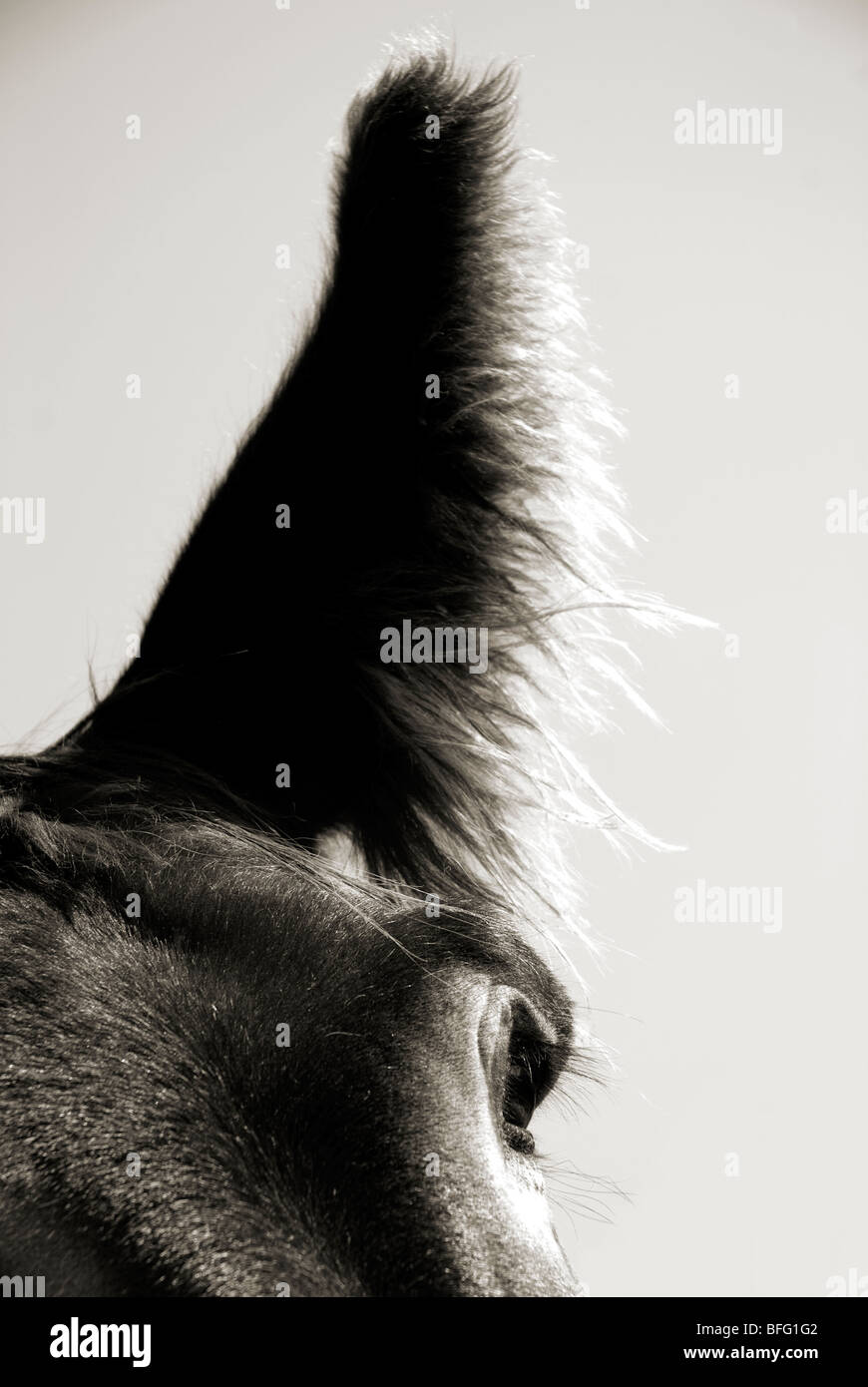 Modern Donkey Ear Silhouette Wallpaper