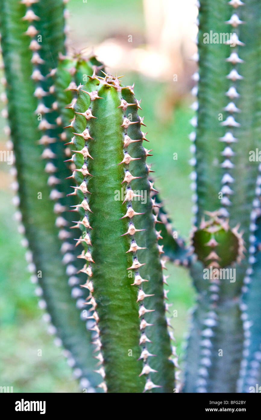 Succulents - Euphorbia Stock Photo