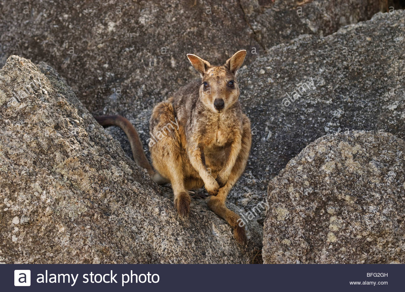 Australian Nocturnal Animals Stock Photos & Australian Nocturnal