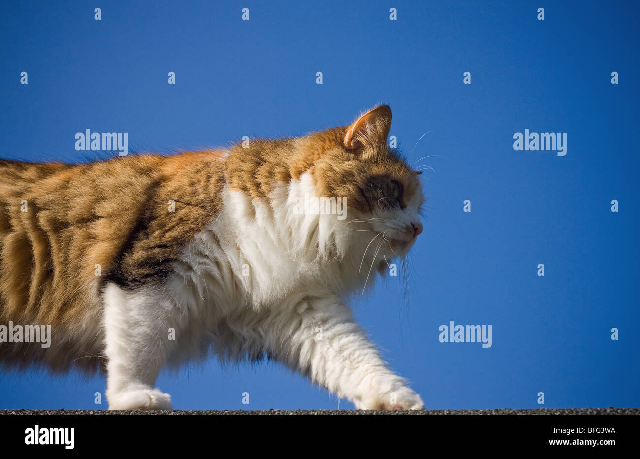 A cat prowling along set against a blue sky Stock Photo
