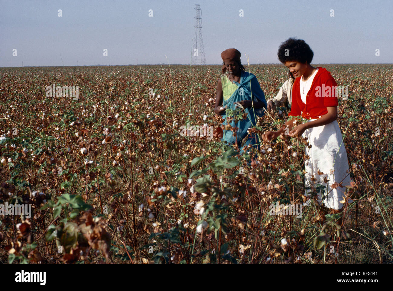 Cotton Picking Stock Photo