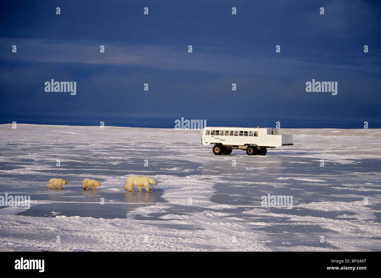 Polar Bear mother and cubs walk across ice as a Tundra Buggy® passes behind them (Ursus maritimus) near Churchill Manitoba Canad Stock Photo