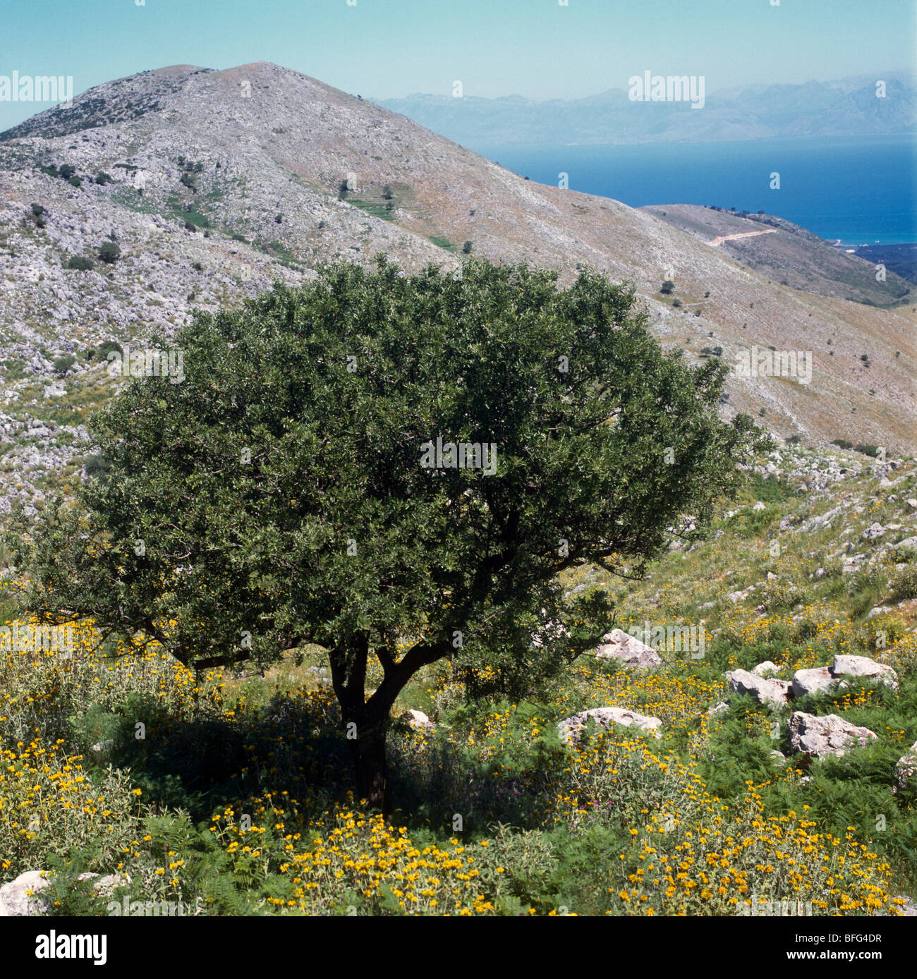 Corfu Greece Mount Pantokrator Olive Tree Stock Photo