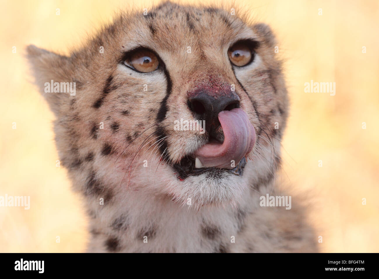 cheetah Acinonyx jubatus in Masai Mara Kenya Stock Photo
