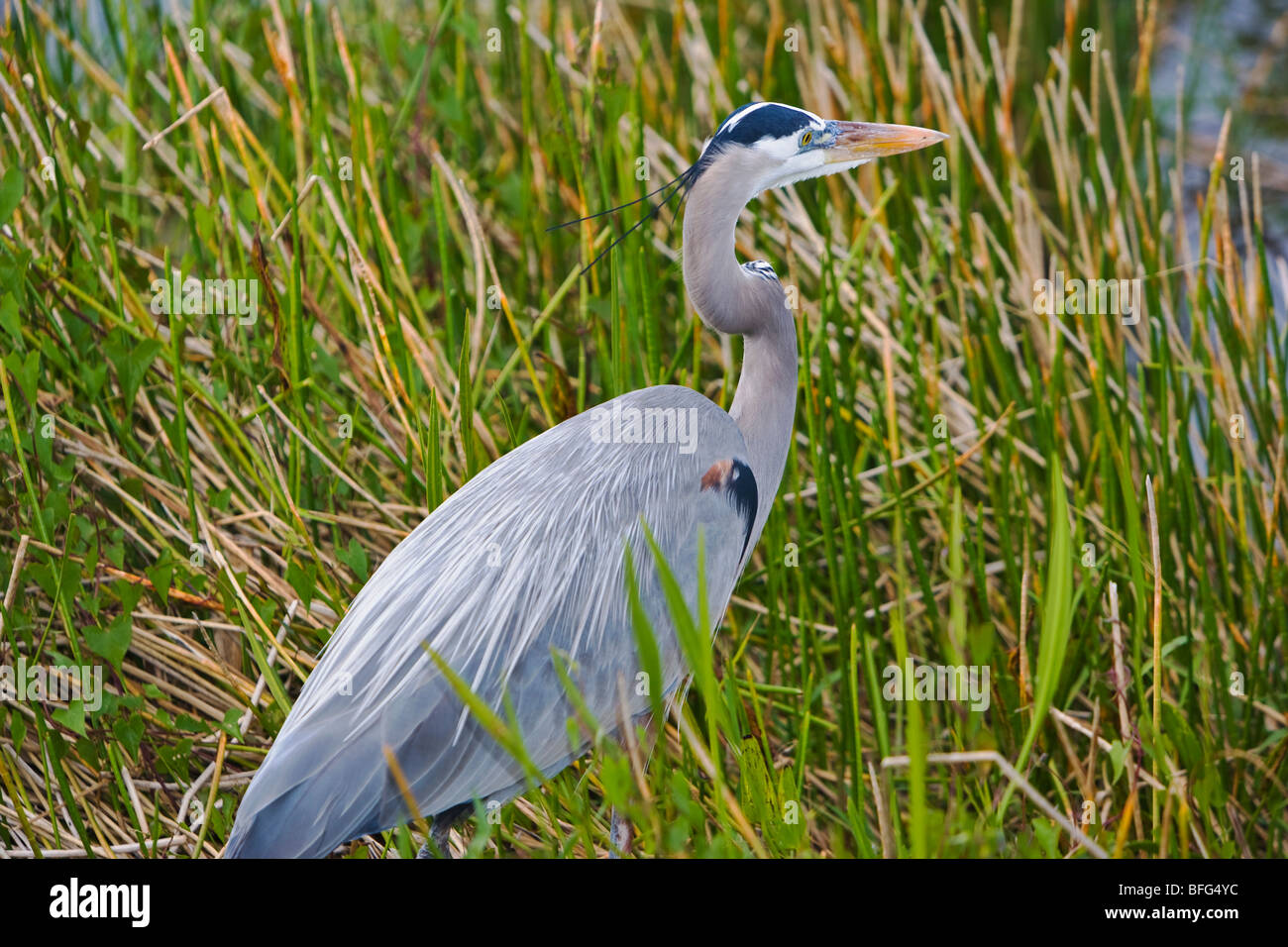 Royal heron hi-res stock photography and images - Alamy