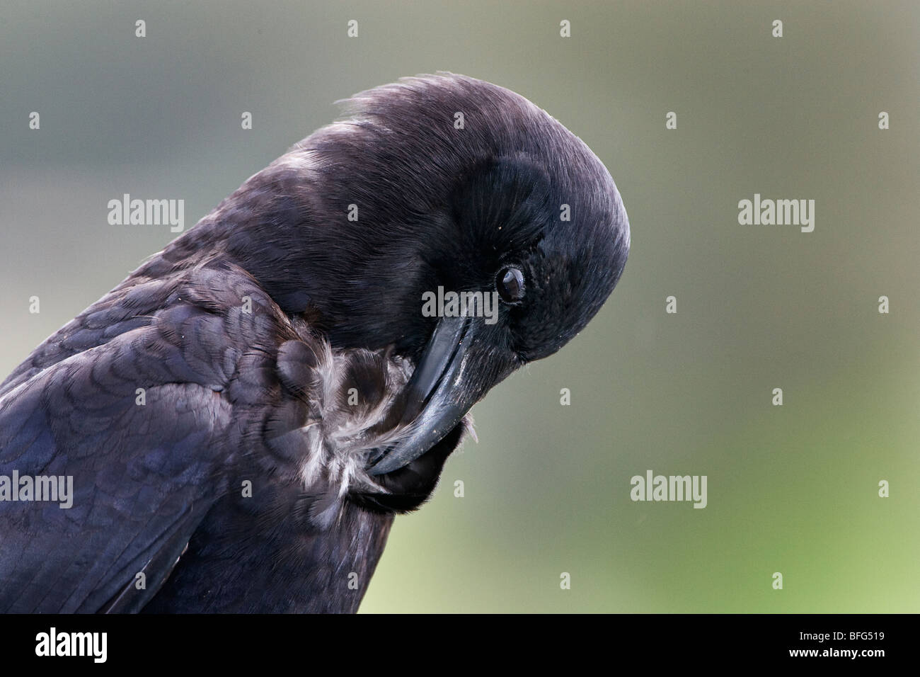 American crow (Corvus brachyrhynchos), preening, Scout Island, Williams Lake, British Columbia. Stock Photo