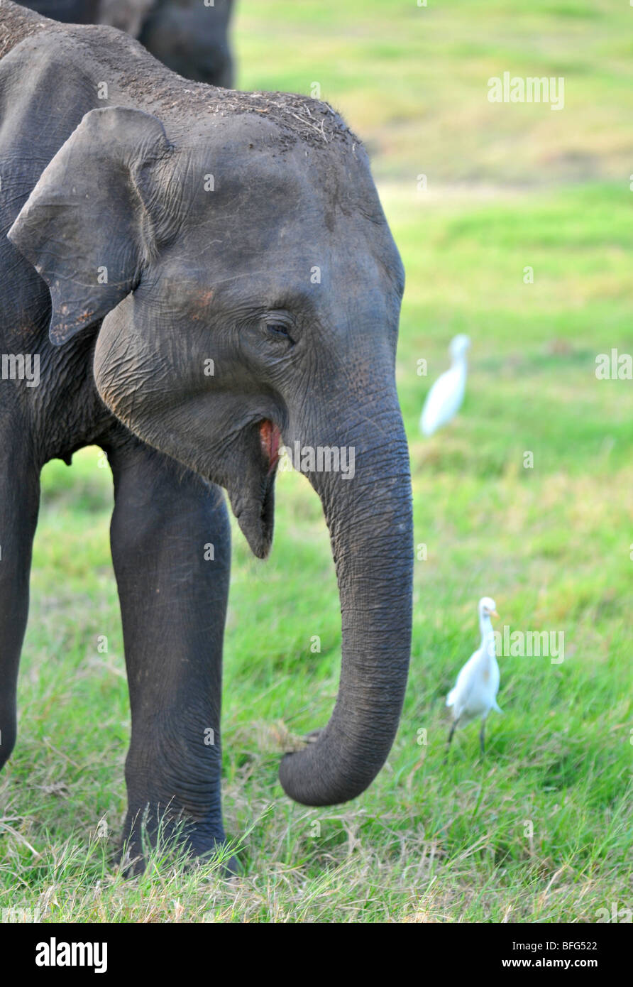 Minneriya National Wildlife Park, Sri Lanka, safari at Minneriya National Wildlife Park, Sri Lankan elephant Stock Photo