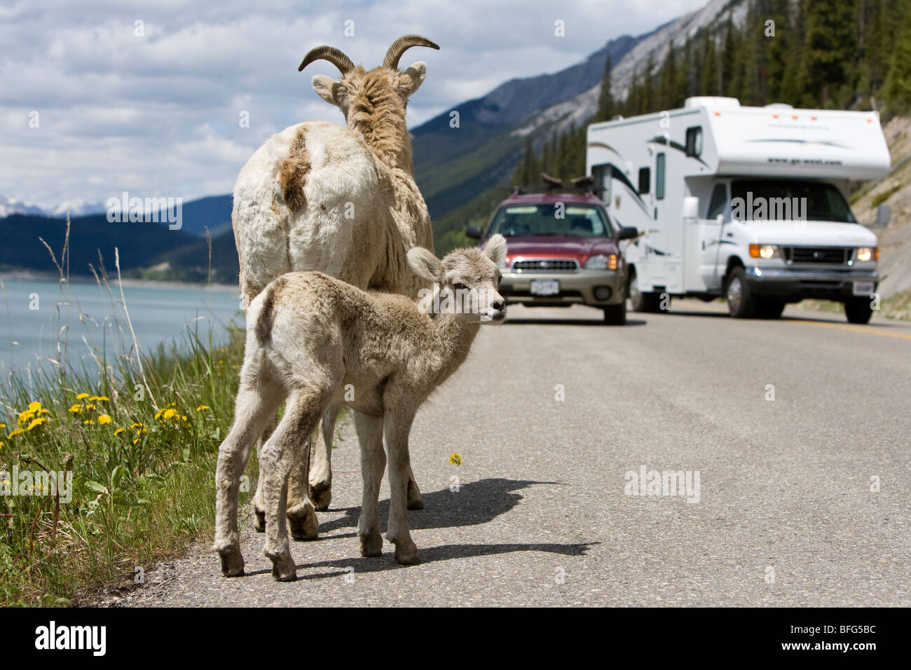 Bighorn sheep (Ovis canadensis) ewe and lamb and traffic along Maligne Lake Road near Medicine Lake Jasper National Park Alberta Stock Photo