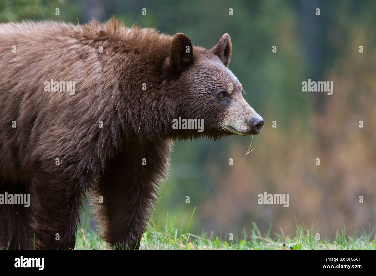 American black bear (Ursus americanus) cinnamon phase Jasper National Park Alberta Canada. fur