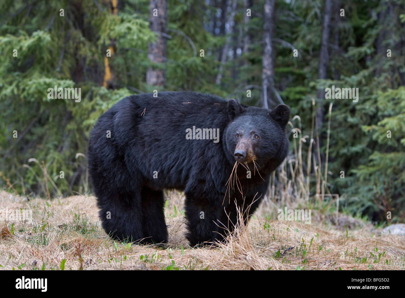 American black bear (Ursus americanus), Jasper National Park, Alberta, Canada. Stock Photo