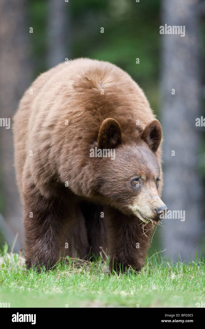 American black bear (Ursus americanus) cinnamon phase eating grass Jasper National Park Alberta Canada. fur of black bears can r Stock Photo