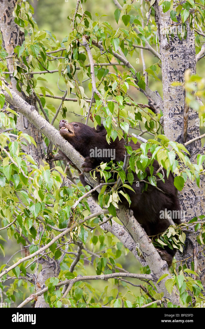 American black bear (Ursus americanus) chocolate phase in balsam poplar (Populus balsamifera) Jasper National Park Alberta Canad Stock Photo