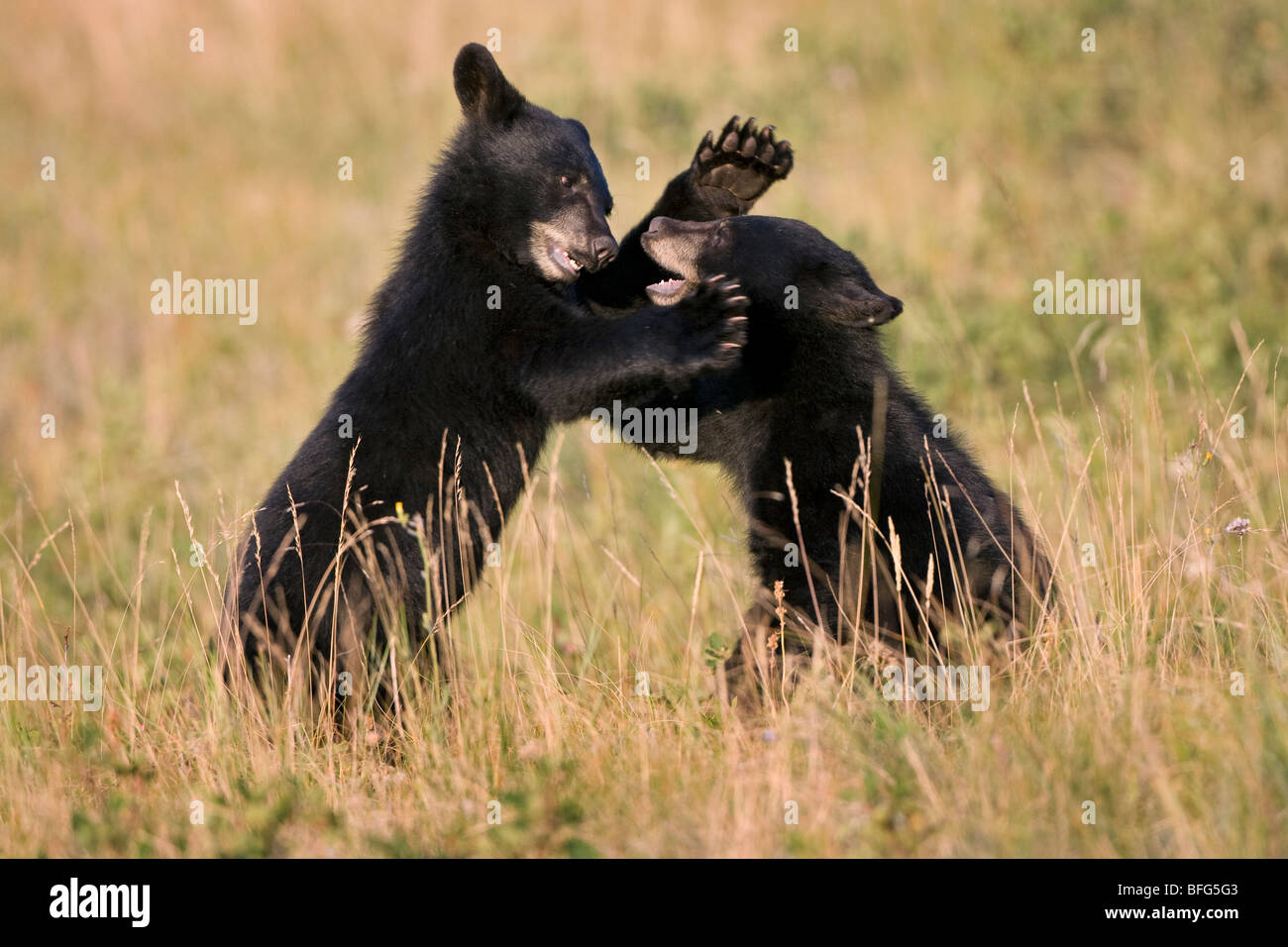 Black bear cubs (Ursus americanus), play wrestling, Waterton Lakes National Park, Alberta, Canada. Stock Photo