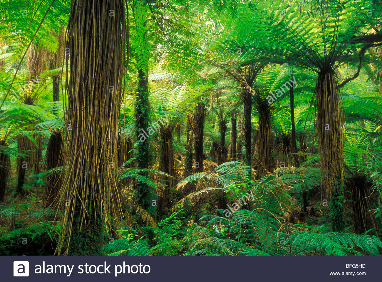 Tree Ferns New Zealand Stock Photos & Tree Ferns New Zealand Stock