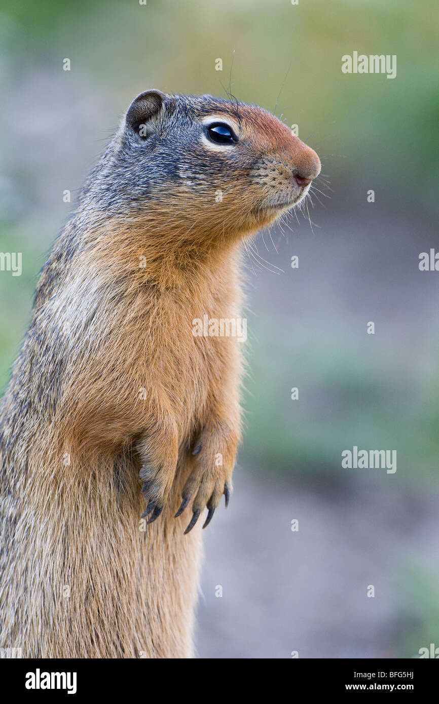 Columbian ground squirrel (Spermophilus columbianus), Glacier National Park, Montana, USA. Stock Photo