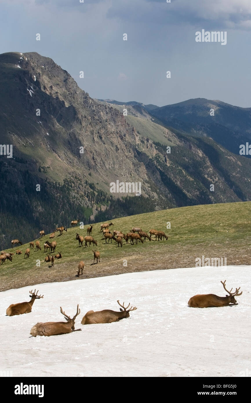 Elk (Cervus canadensis) herd in alpine Rocky Mountain National Park Colorado. animals in foreground are bulls bedded down in sno Stock Photo