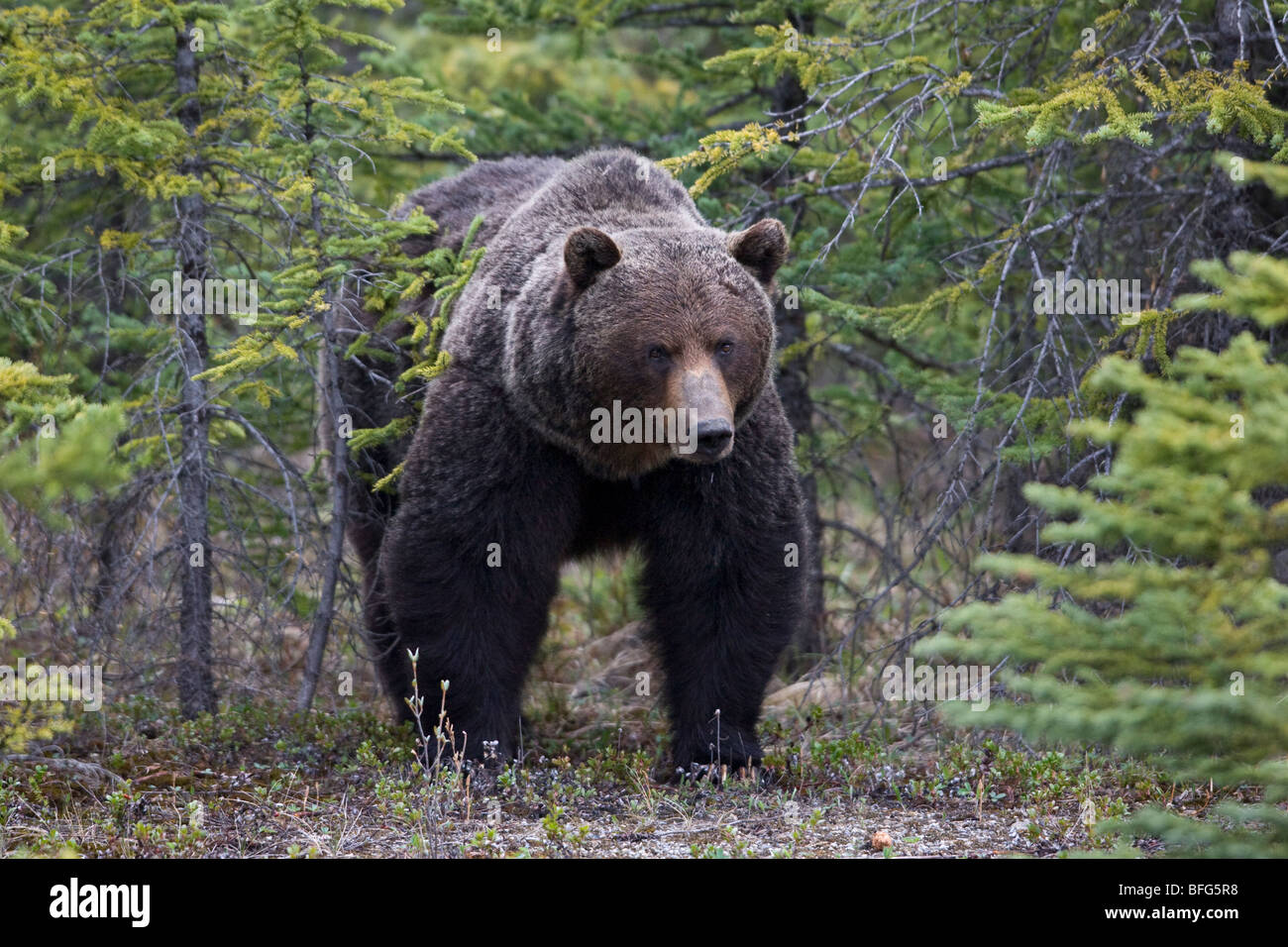 Large male Grizzly bear (Ursus arctos horribilis), Banff National Park, Alberta, Canada. Stock Photo