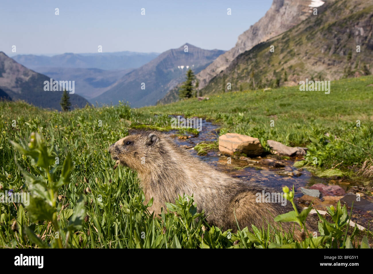 Hoary marmot (Marmota caligata), foraging in alpine meadow, Hidden Lake Overlook, Glacier National Park, Montana, USA. Stock Photo