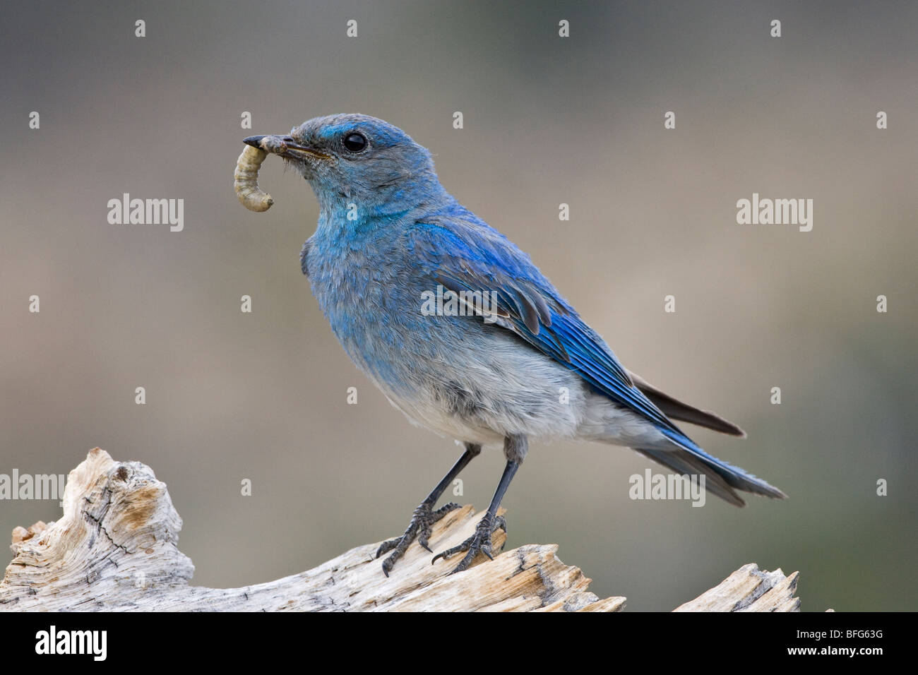 Mountain bluebird (Sialia currucoides), male with beakful of insects, on Colorado bristlecone pine log (Pinus aristata), Mount G Stock Photo