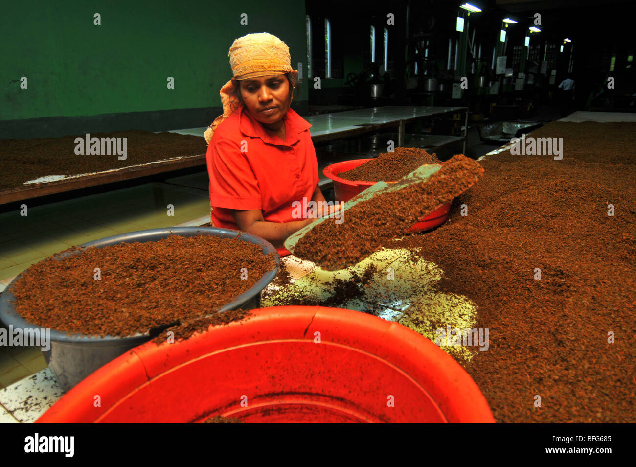 Tea factory and plantation, Nuwara Eliya, Sri Lanka, tea production