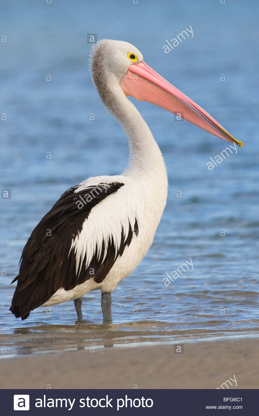Australian Pelican Standing Stock Photos & Australian Pelican Standing