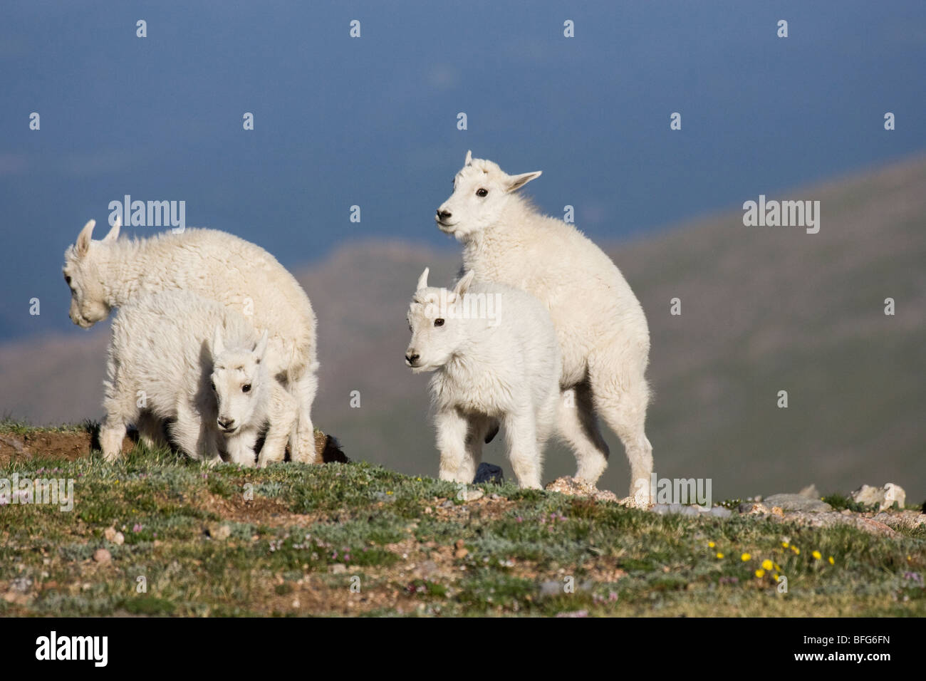 Mountain goat (Oreamnos americanus), kids playing, Mount Evans Wilderness Area, Colorado, USA. Stock Photo