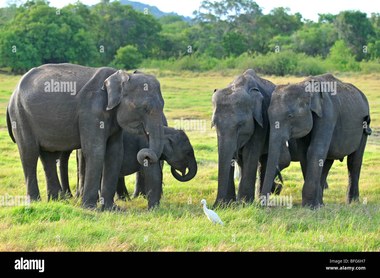 Minneriya National Wildlife Park, Sri Lanka, elephants at Minneriya National Wildlife Park, Sri Lanka Stock Photo