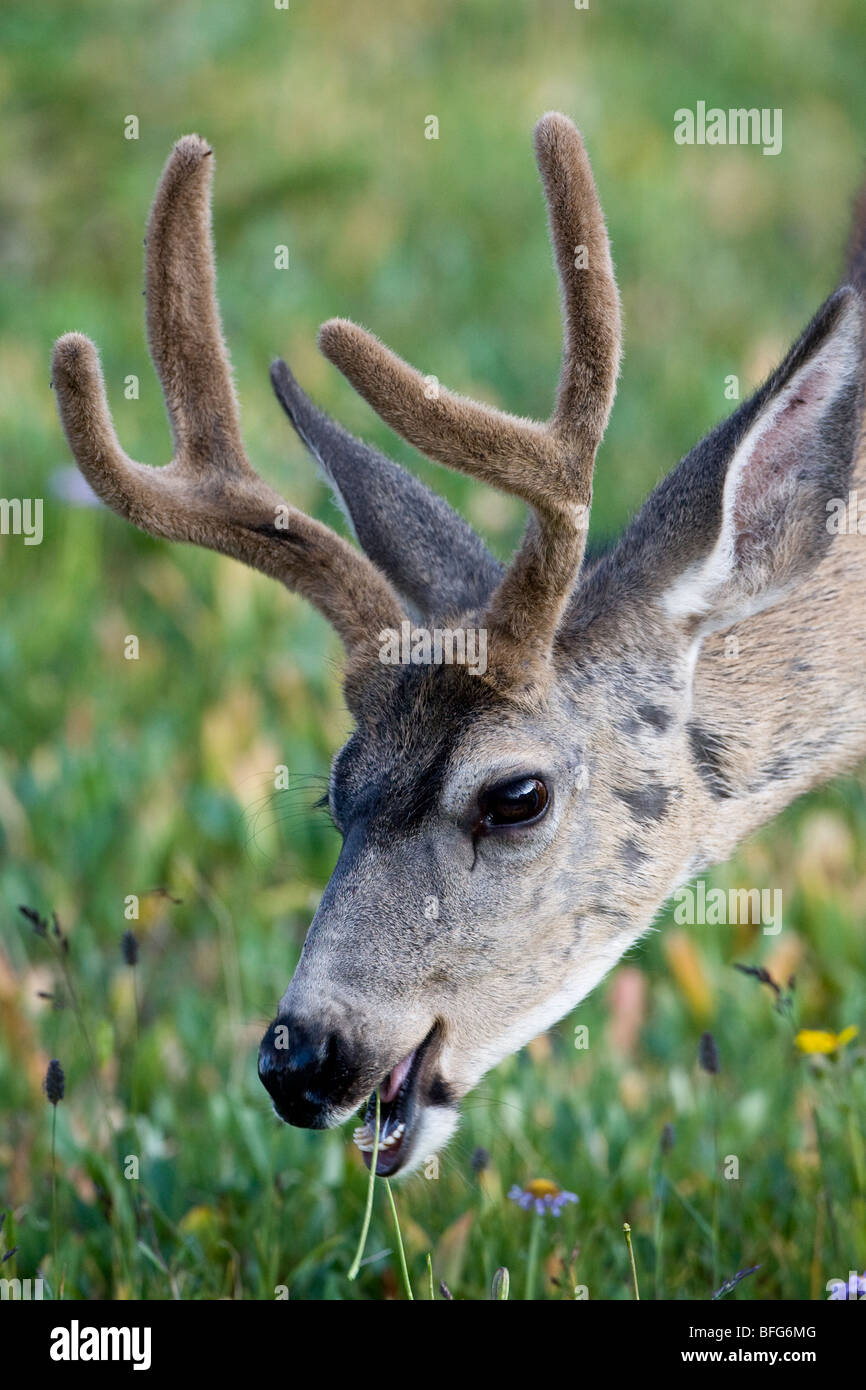 Mule deer (Odocoileus hemionus), buck grazing on alpine vegetation. Logan Pass, Glacier National Park, Montana. Stock Photo