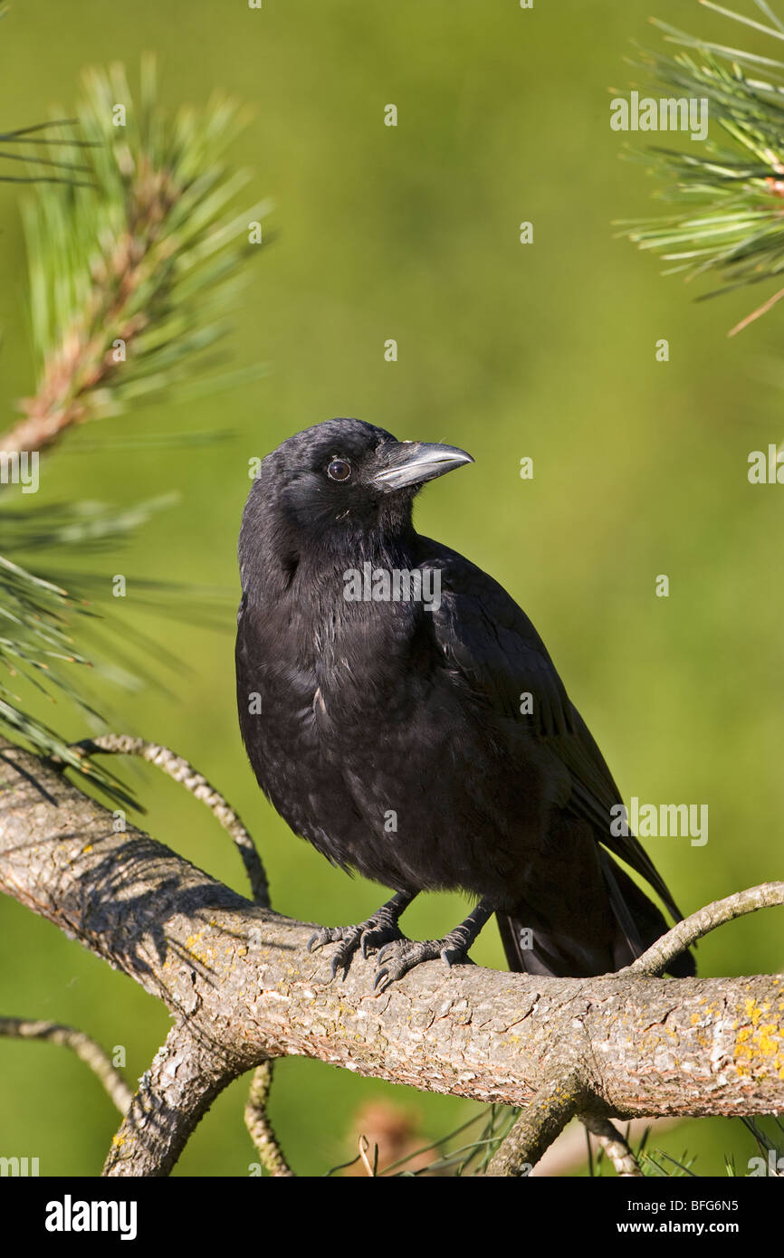 Northwestern crow (Corvus caurinus) Ambleside Park, West Vancouver, British Columbia. Stock Photo