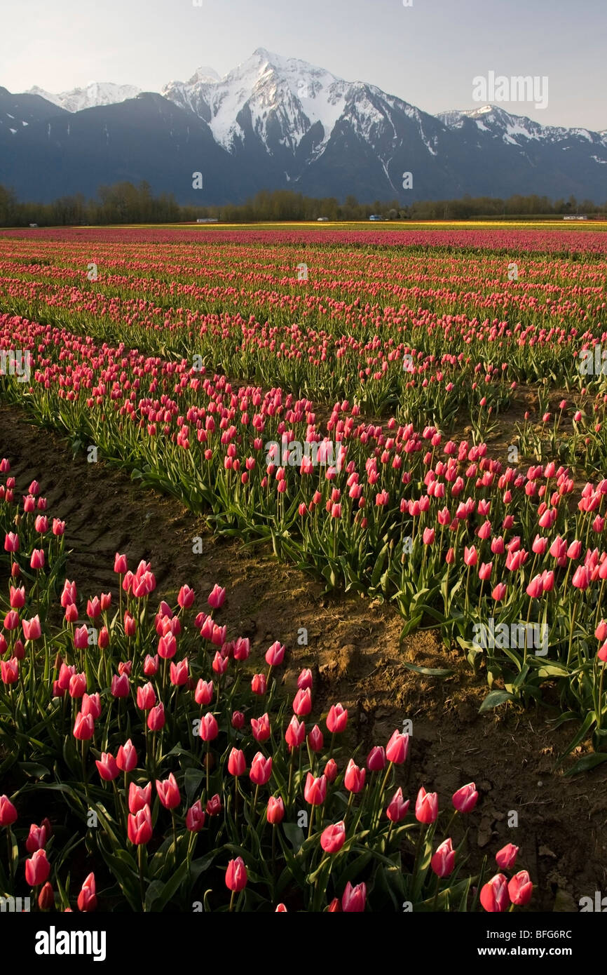 Tulips (Tulipa gesneriana), near Agassiz, British Columbia. Stock Photo