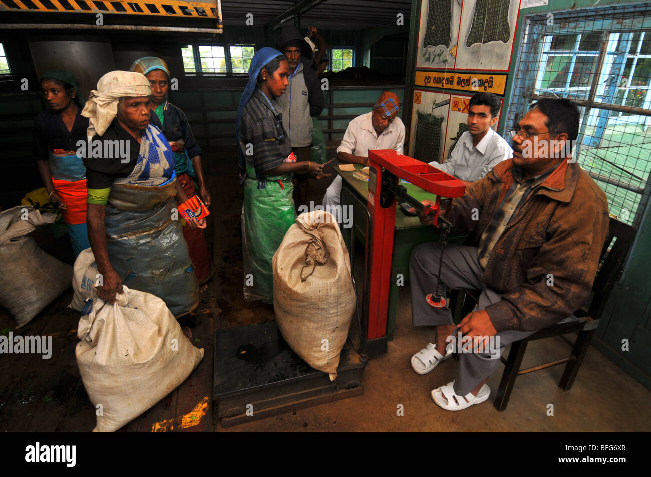 Tea factory and plantation, Nuwara Eliya, Sri Lanka, tea production