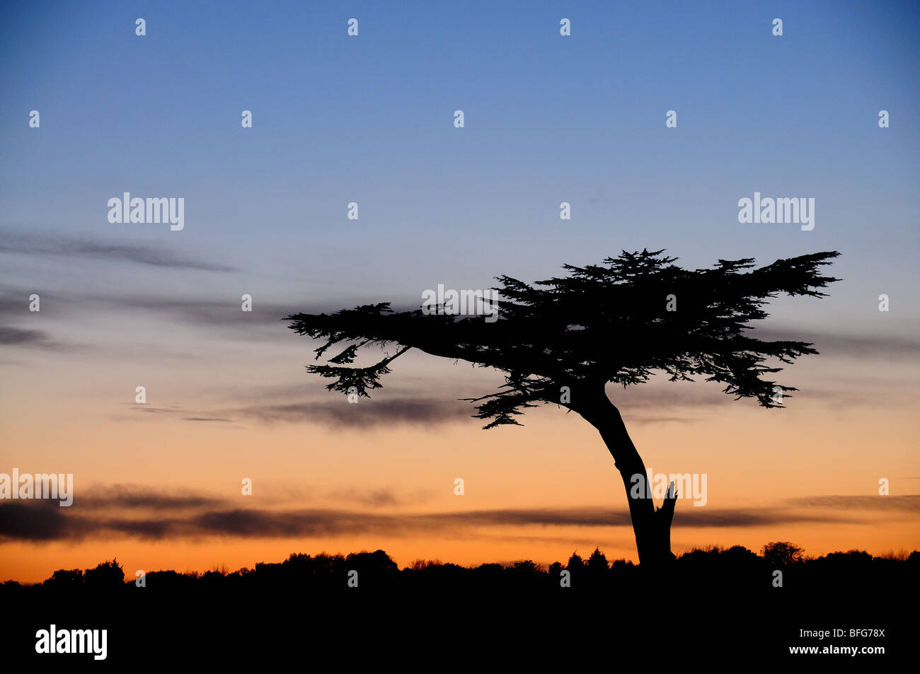 A silhouetted tree against a setting sun Stock Photo