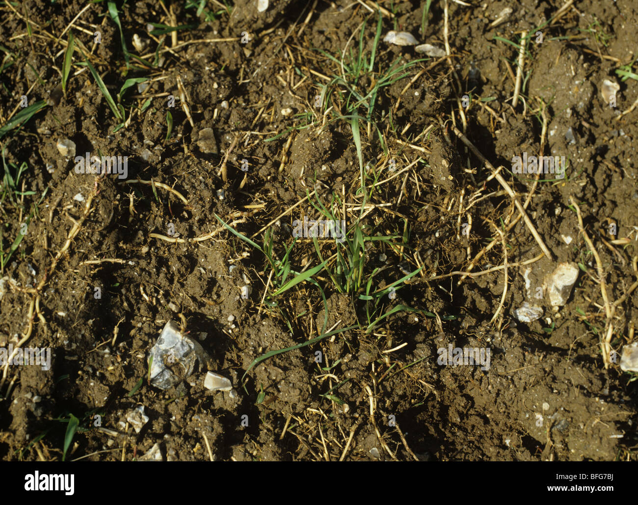 Couch or twitch grass (Agropyron repens) fragmented shoots sooting in a prepared seedbed Stock Photo
