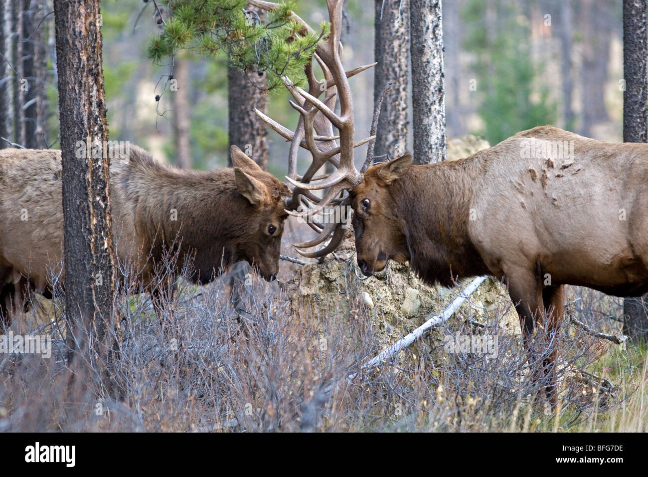 Two bull elk (Cervus canadensis) fight for dominance during mating season (rut), Jasper National Park, Alberta, Canada Stock Photo