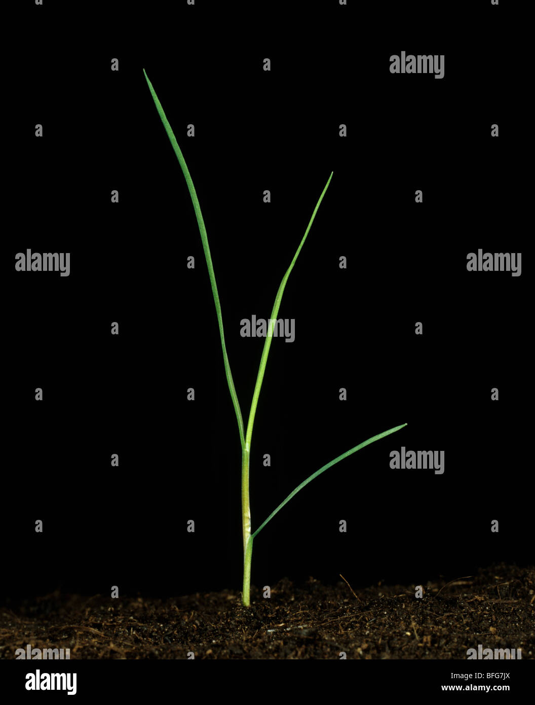 Black bent or red top (Agrostis gigantea) seedling with three leaves Stock Photo