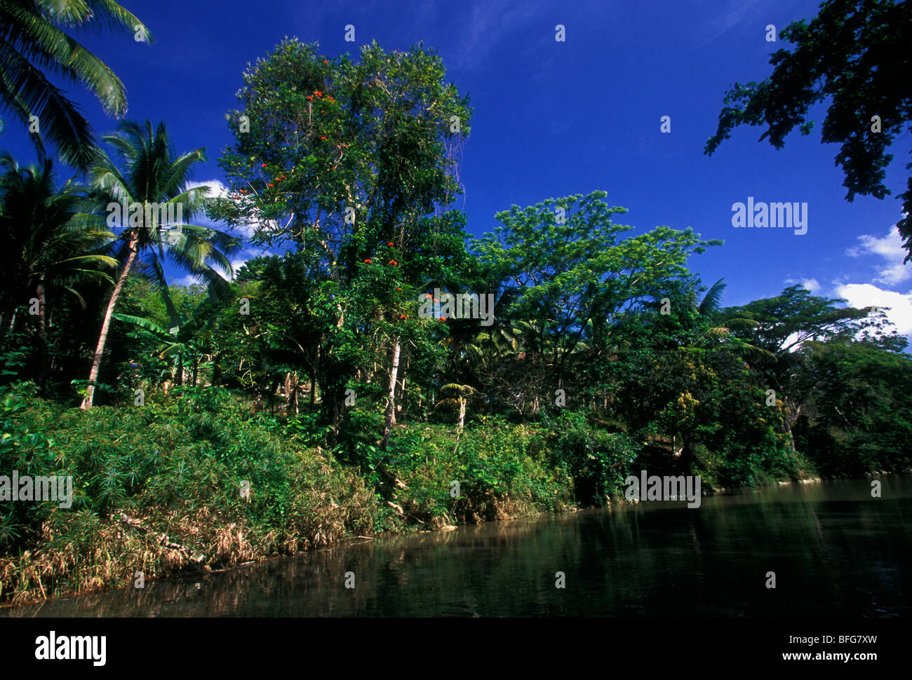 bamboo raft trip, The Great River, Great River, village of Lethe, Jamaica Stock Photo