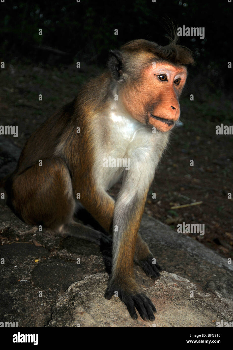 Macaque monkey, Sri Lanka Stock Photo