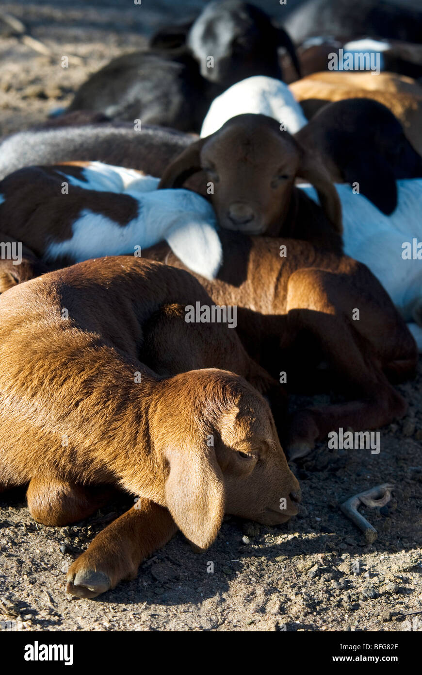 Napping Goat baby goats asleep Stock Photo - Alamy