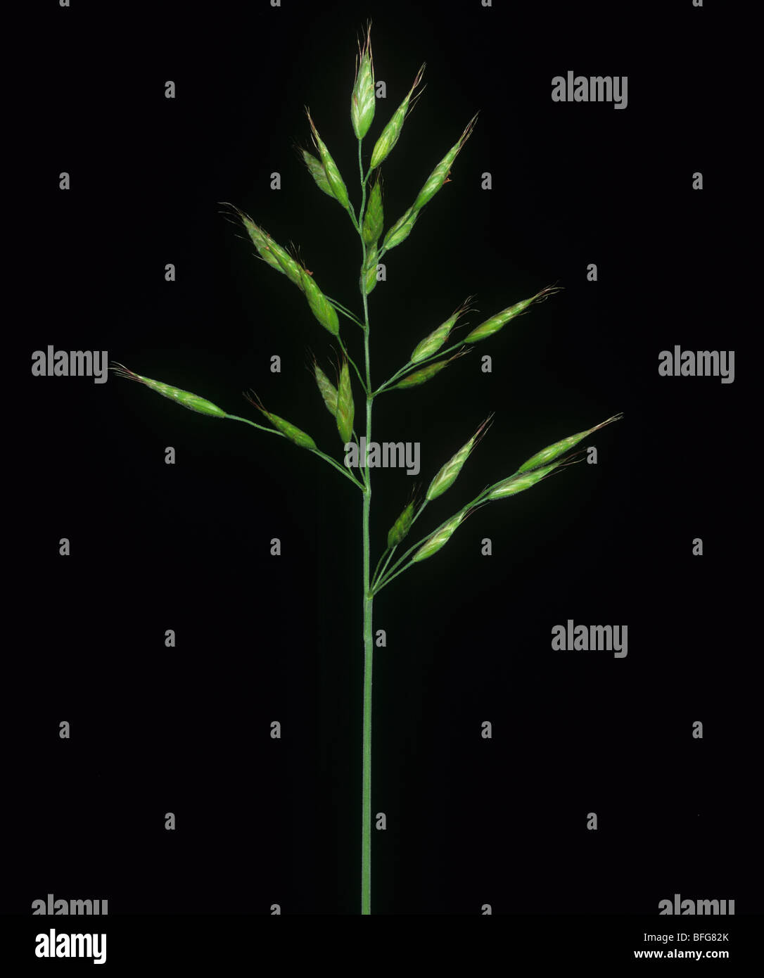 Great brome (Bromus diandrus) grass flower spike Stock Photo